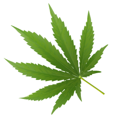 High Guide Consulting | Cannabis Consulting Services